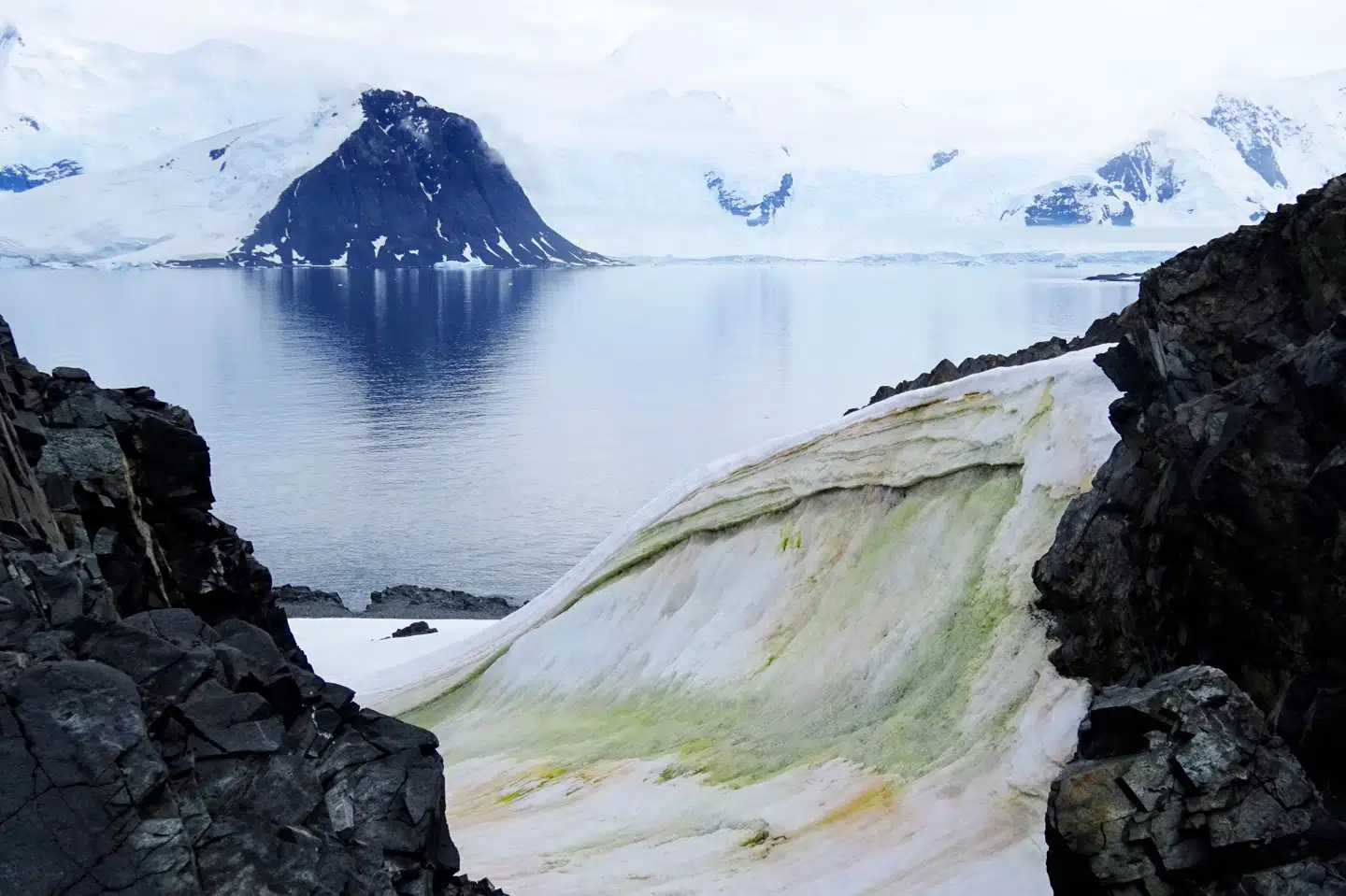 Sneen i Antarktis er begyndt at blive grøn flere steder grundet alger forårsaget af den globale opvarmning. Billedet blev taget på Anchorage Island i 2018 og offentliggjort af Universitetet i Cambridge 20. maj. Dr. Matt Davey/Ritzau Scanpix