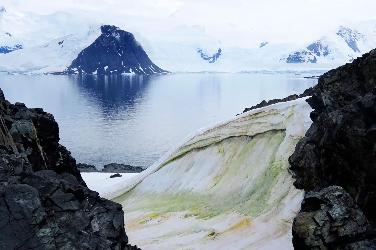 Sneen i Antarktis er begyndt at blive grøn flere steder grundet alger forårsaget af den globale opvarmning. Billedet blev taget på Anchorage Island i 2018 og offentliggjort af Universitetet i Cambridge 20. maj. Dr. Matt Davey/Ritzau Scanpix