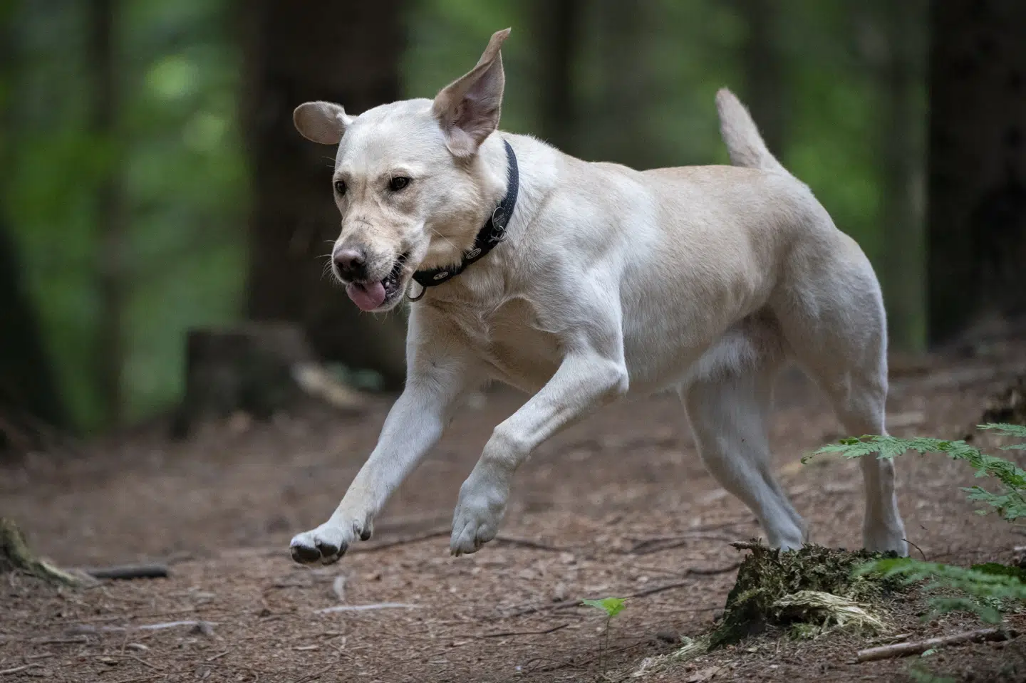 Størstedelen af de 81 sager omhandler ulovlig import, avl eller salg af hunde. (Arkivfoto) Liselotte Sabroe/Ritzau Scanpix