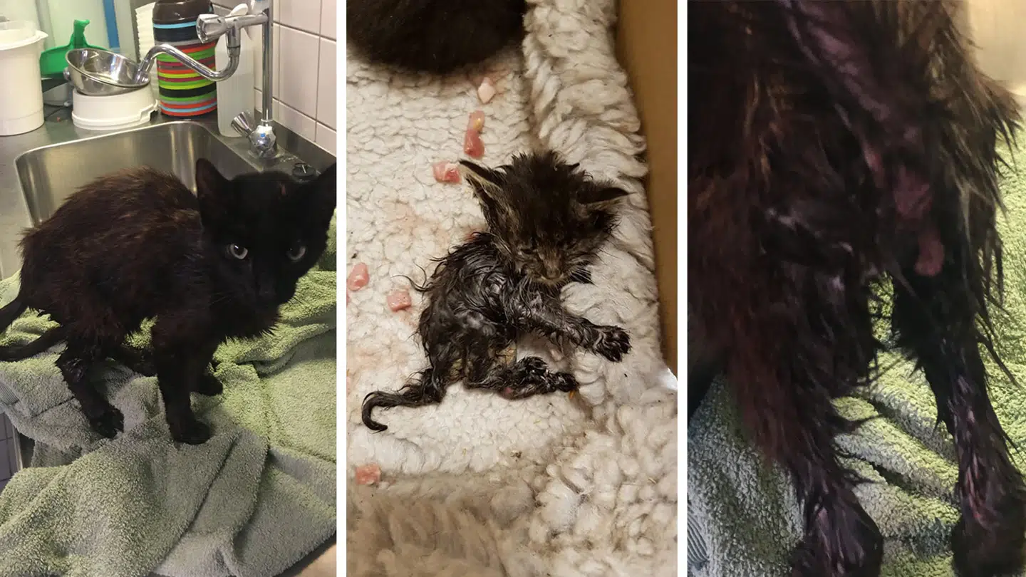 Her kan du se nogle af de katte, der bliver indleveret eller efterladt uden for Inges Kattehjem, som også har oplevet en stor stigning.