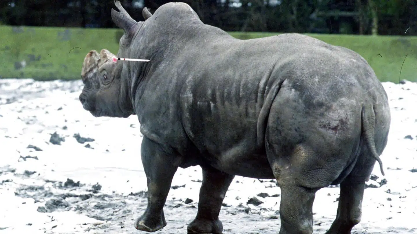 Givskud Zoos mest kendt beboere gennem tiderne, næsehornet Brutalis.