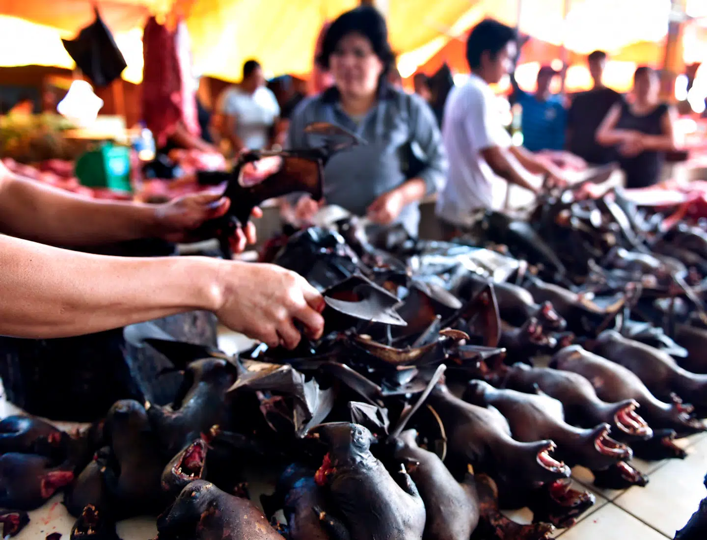 Billeder fra et marked i Indonesien fra 2017, hvor der sælges flagermus.