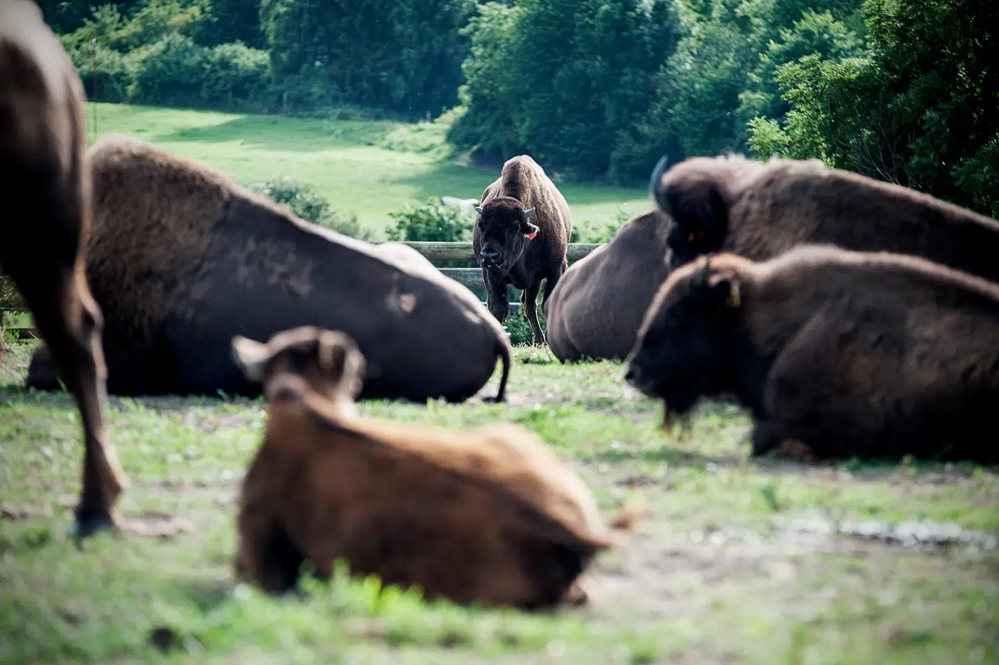 Niels Henrik Ove har haft sin bisonfarm i over 25 år, og den er en af Europas største