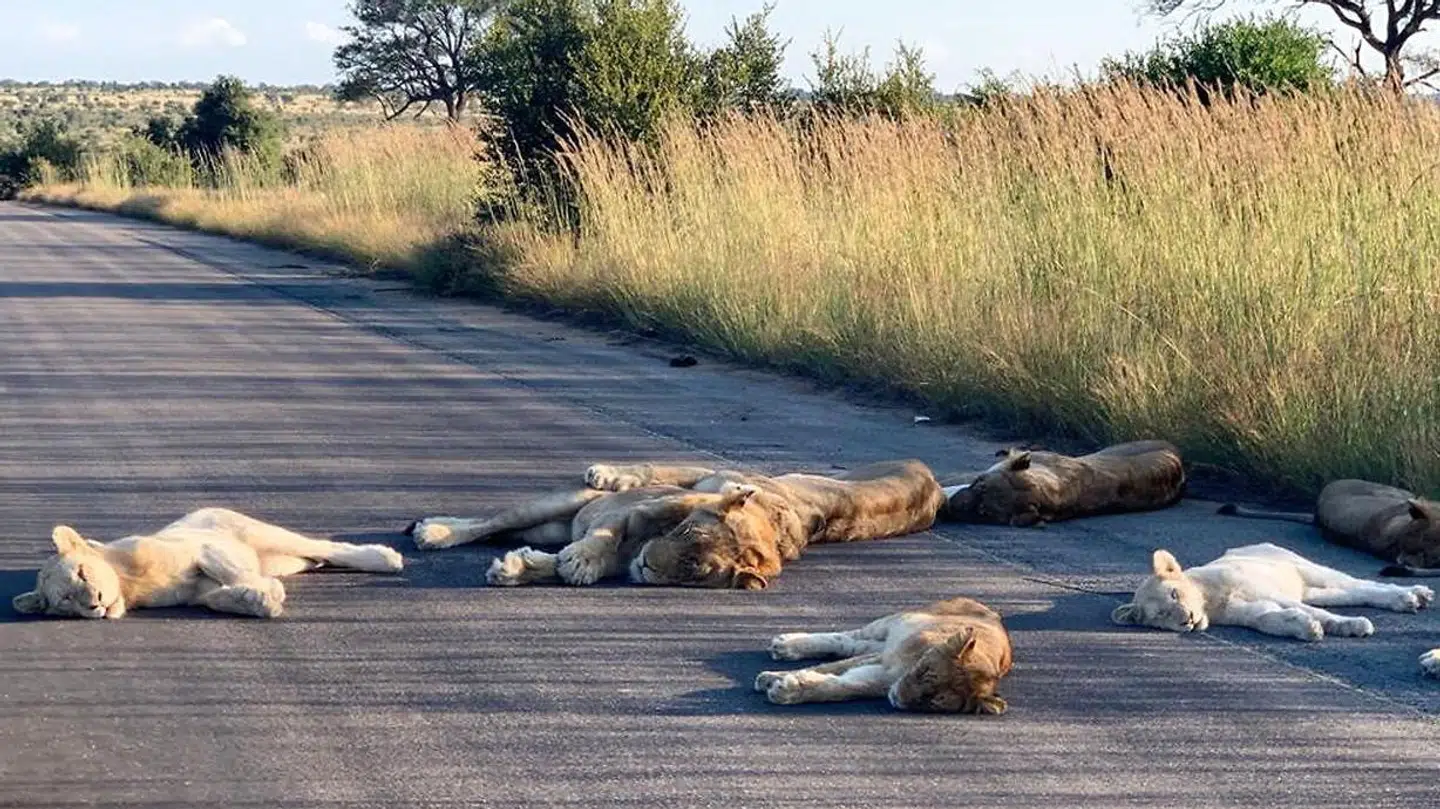 Løverne i Kruger National Park i Sydafrika slapper af på vejen, hvor trafikken er reduceret markant, efter coronaens udbrud.