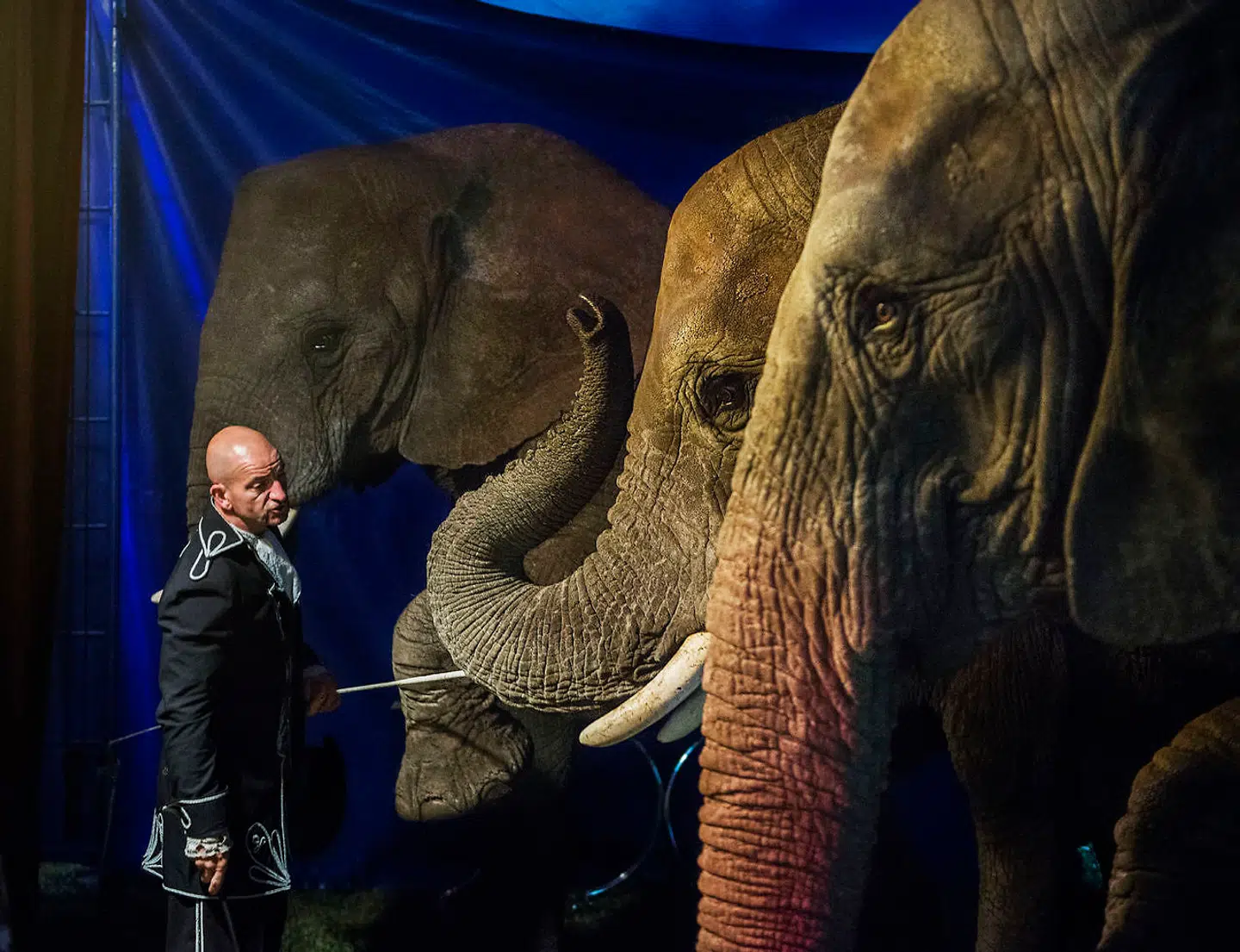 Cirkuselefanter i Cirkus Arena.