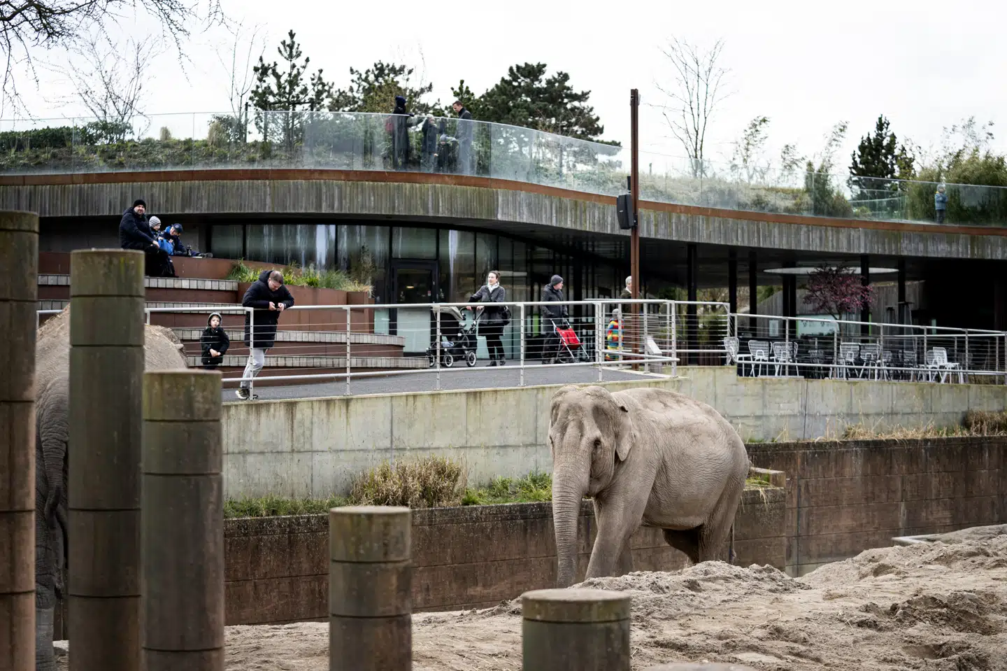Zoologisk Have i København forventer i øjeblikket et underksud på minimun 50 millioner kroner i 2020 som følge af coronakrisen. (Arkivfoto). Ida Guldbæk Arentsen/Ritzau Scanpix