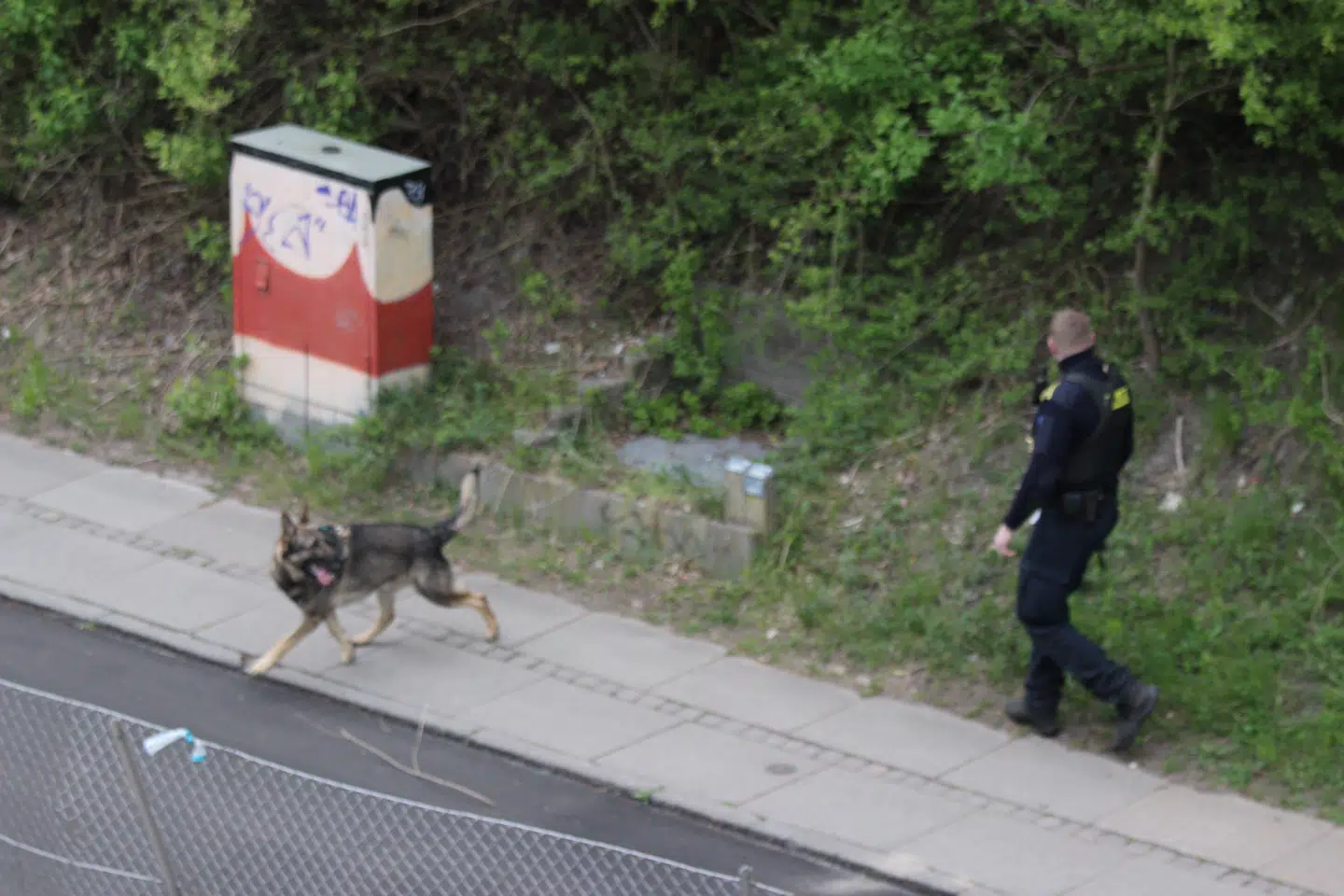 Politiet afsøger området omkring motorvejen med hunde.