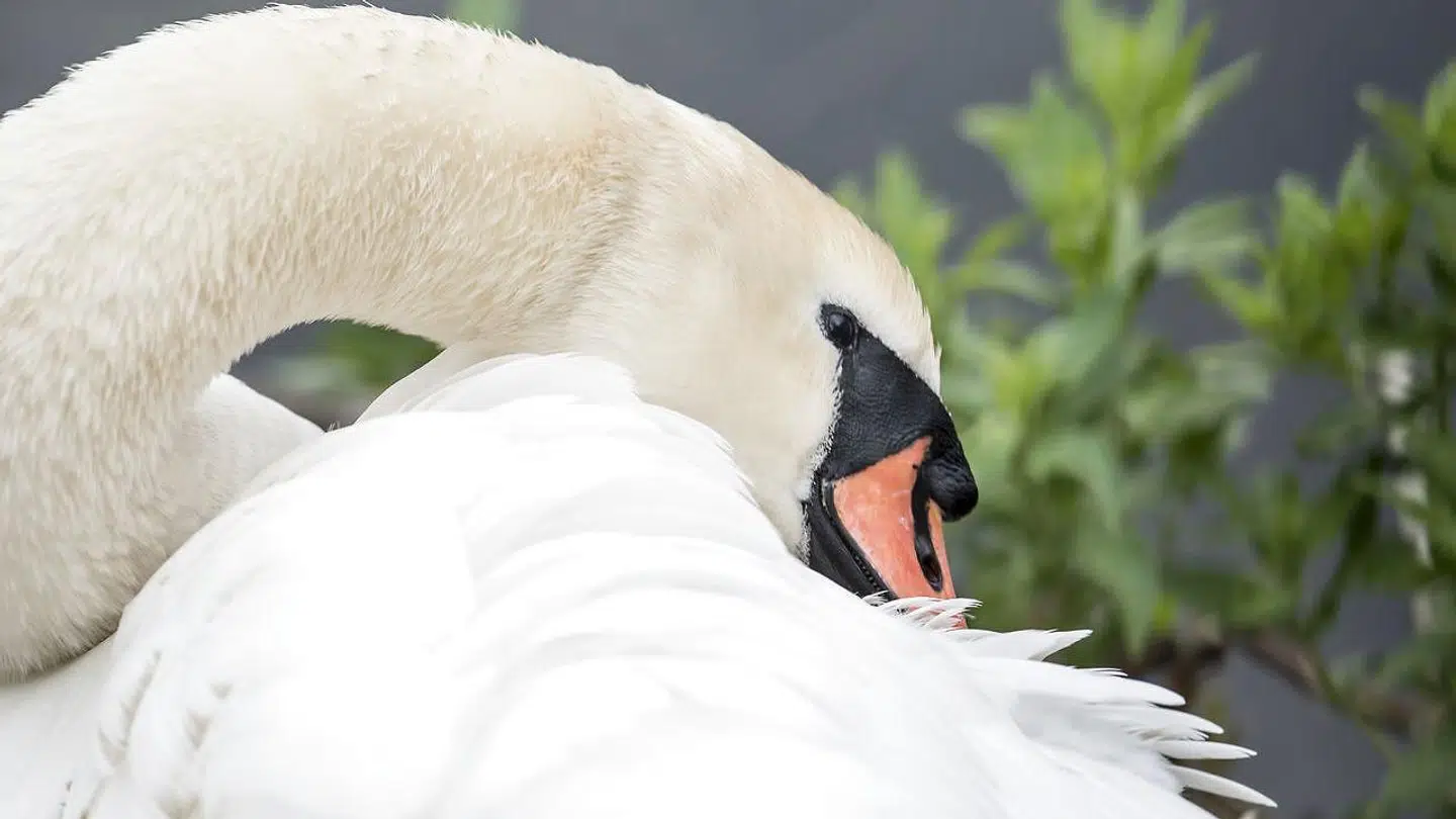 Det er ikke kun i år, der er et problem med skrald ved søerne. Her har Knopsvane har fået unger efter at den har lavet rede af affald ved Dronning Louises Bro i København mandag den 28. maj 2018.