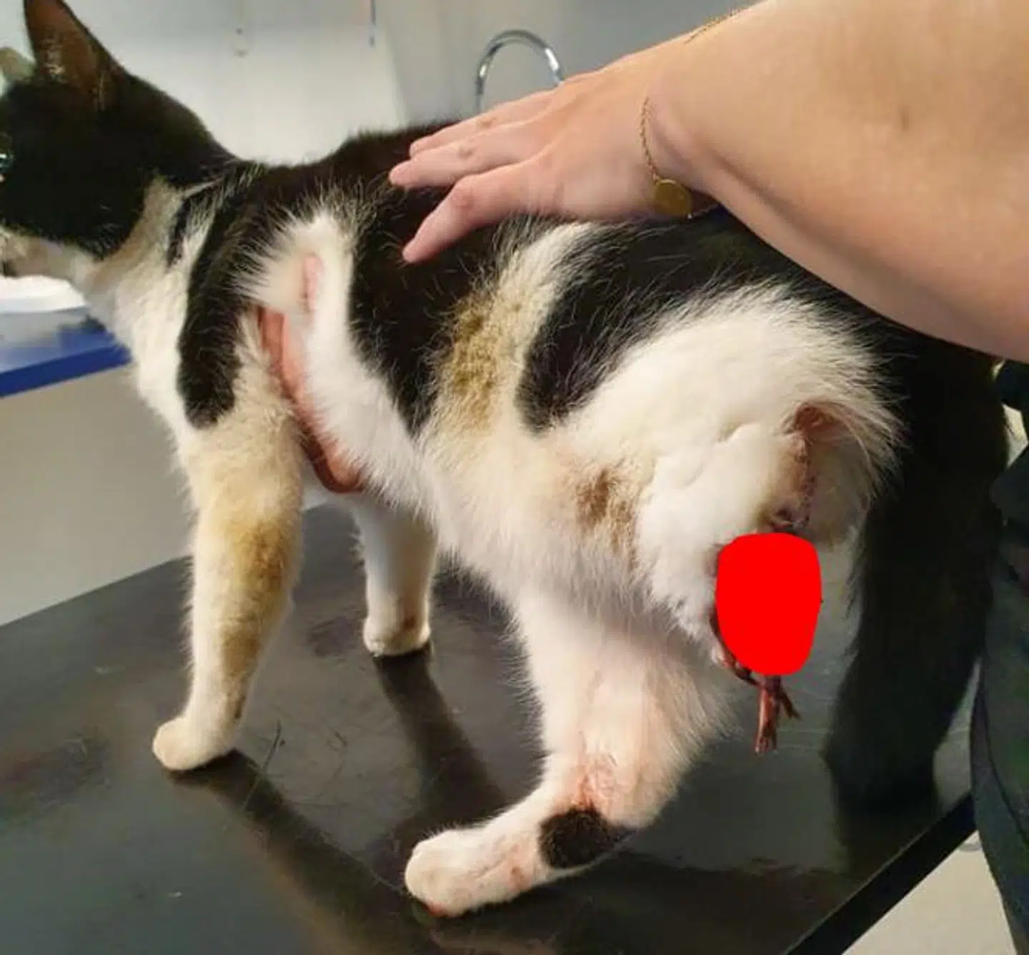 Fem katte har siden september sidste år mistet bagben. Ingen ved, hvordan det præcist er sket. Her er den kat, der blev fundet lige før påske uden det ene bagben. Knoglen til det mistede ben hænger ud af kroppen, og derfor har B.T. valgt at sløre den værste del af billedet. Foto: Inges Kattehjem
