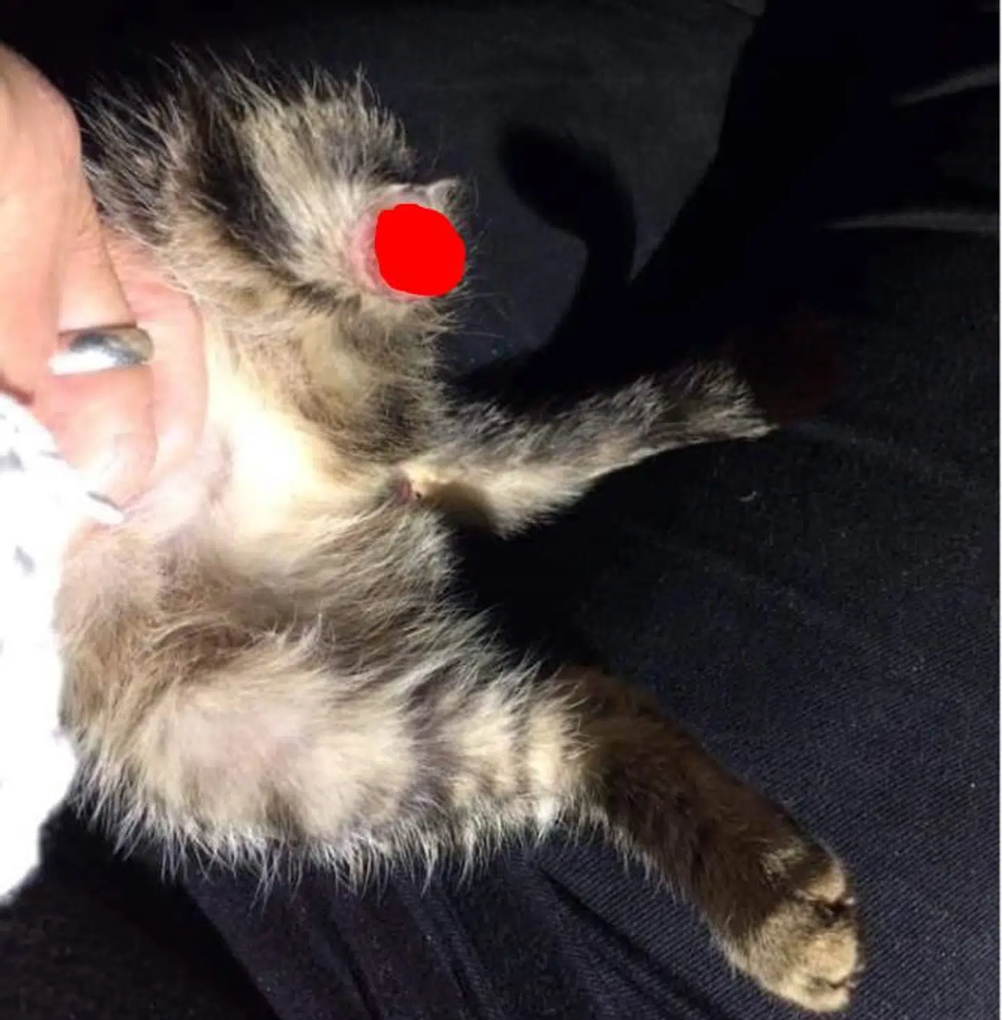 Her ses endnu et billede af en af kattene, der på mystisk vis, har fået fjernet bagben. Sydsjælland- og Lolland-Falster Politi opfordrer borgere til at ringe, hvis de er vidne om, hvad der kan være årsag. Foto: Inges Kattehjem.