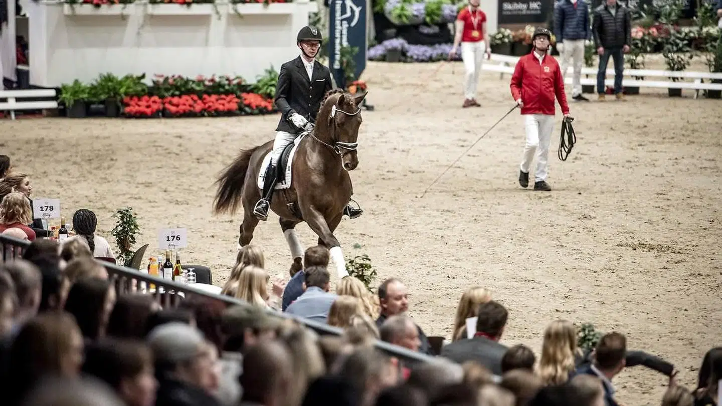 Dansk Varmblods Hingstekåring i Herning 2019.