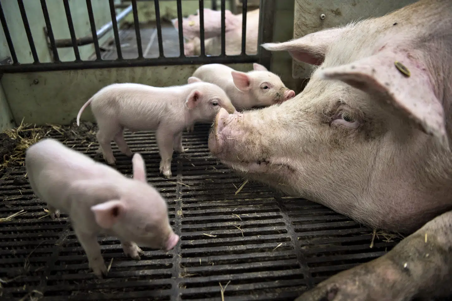 Den soja, der bliver importeret til Danmark, bliver primært brugt til foder til svin på grund af sojaens høje proteinindhold. (Arkivfoto). Ida Guldbæk Arentsen/Ritzau Scanpix