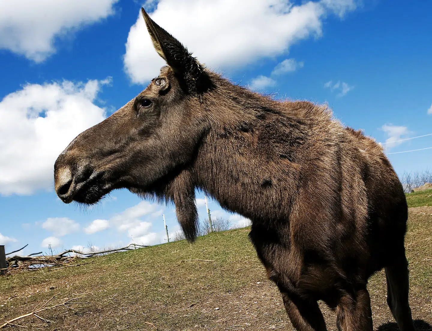 Elg. Ree Park - Ebeltoft Safari. Foto: Flemming Krogh