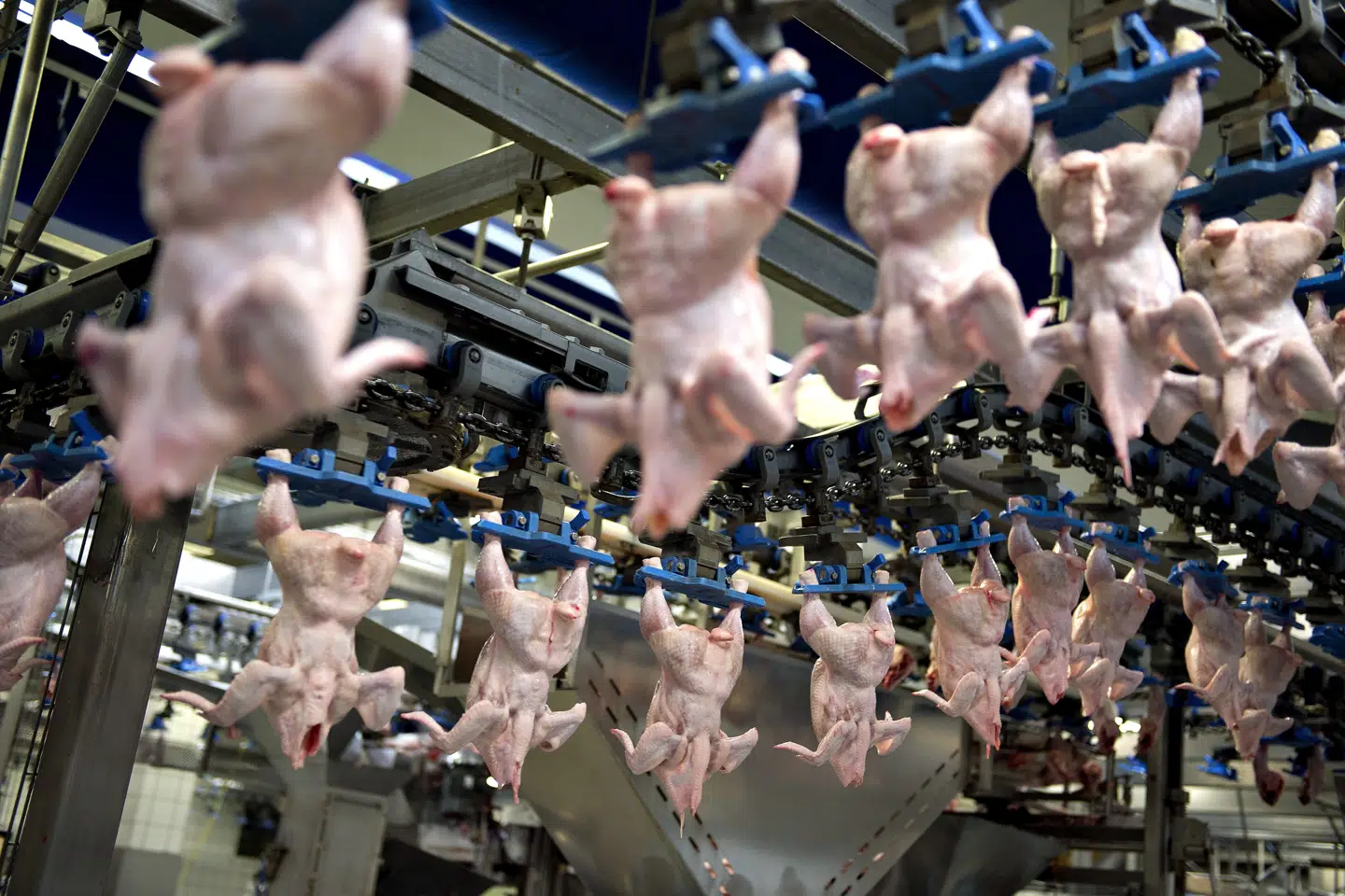 Den hurtigtvokende industrikylling kan vokse fra nyklækket kylling til 2,1 kilo på blot 33 dage. Men den betaler en høj pris med sygdomme og svækket bentøj. (Arkivfoto). Henning Bagger/Ritzau Scanpix