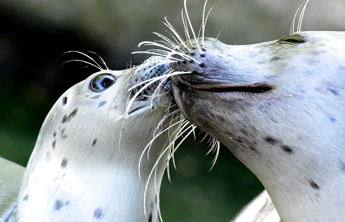 Sælerne i Neumünsters Zoo får masser af frisk fisk hver eneste dag.