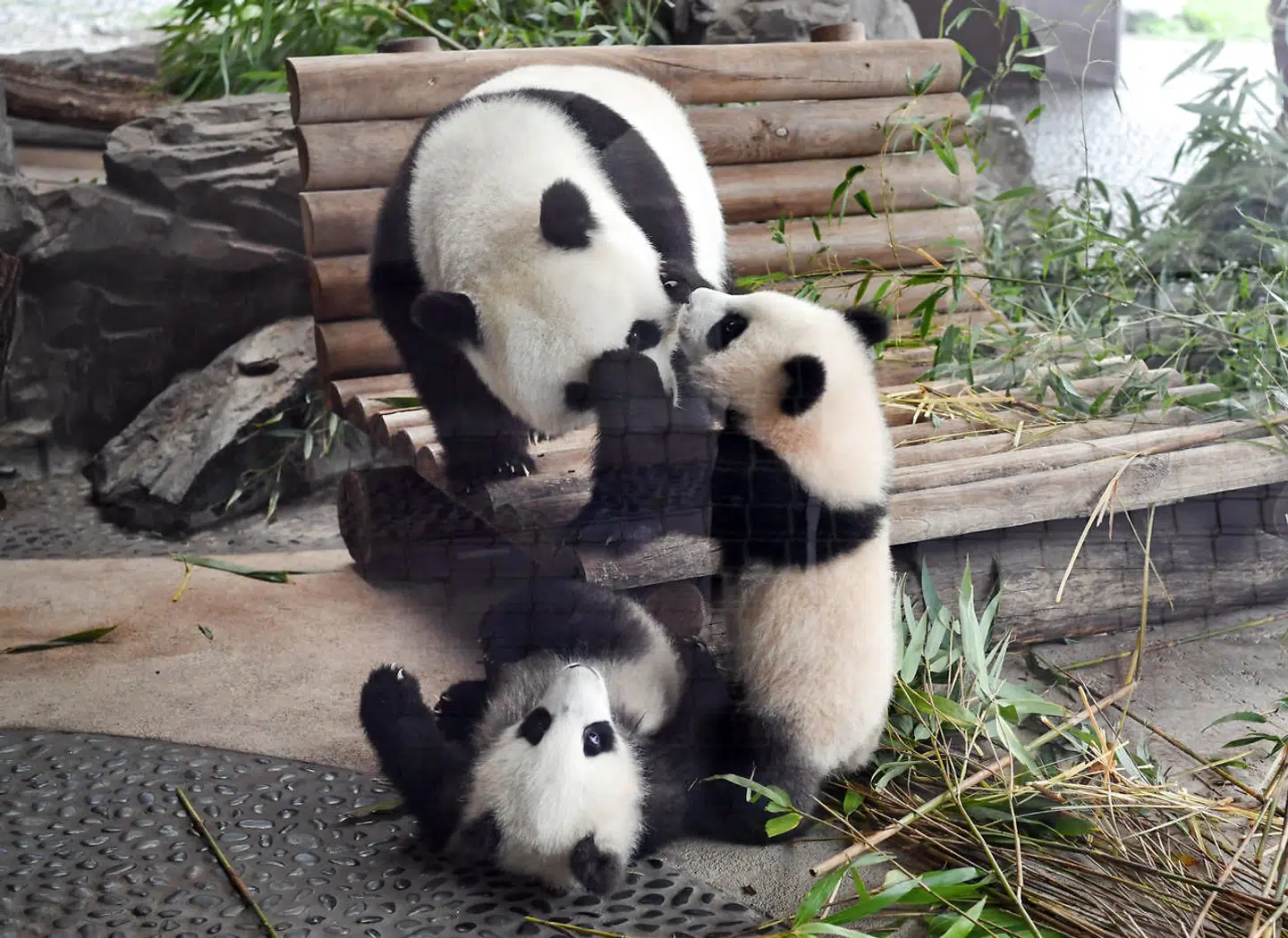 Berlins pandatvllinger med deres mor Meng Meng.