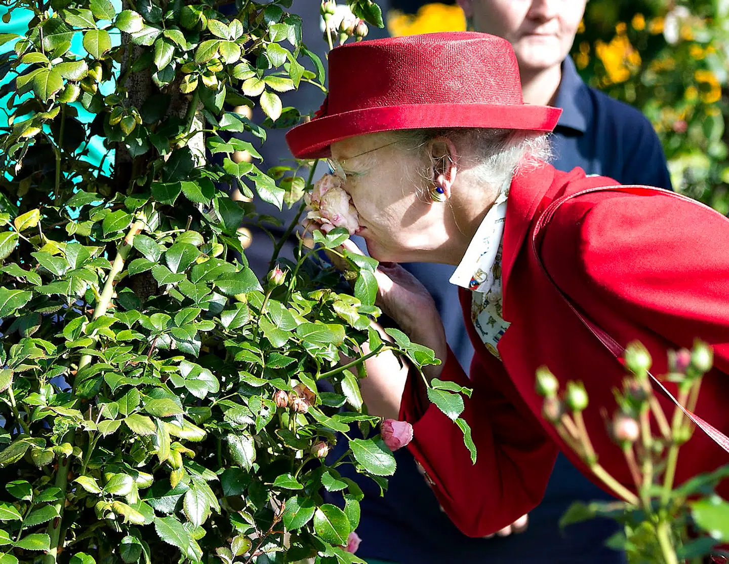 Dronning Margrethe i nærkontakt med en rose i Den Jydske Rosenpark i Aalestrup, som hun besøgte under regentparrets sommertogt i september 2014.