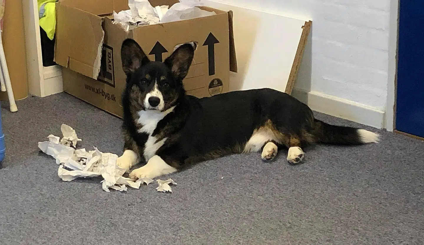 Hundehvalpen Hugo plejer at være vældig legesyg, men en parasit har gjort hunden syg og fået den til at ændre adfærd.