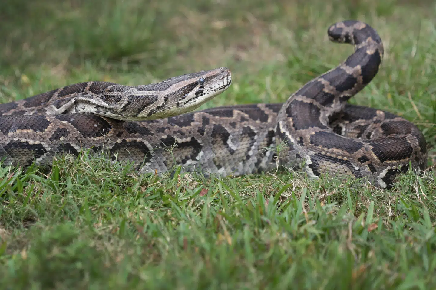 En stærkt nedkølet kongepyton blev onsdag eftermiddag fundet i Hillerødgade på Nørrebro i København. Politiet opfordrer ejeren til at kontakte dyreværnet, som har hentet slangen.(Arkivfoto). Joe Raedle/Ritzau Scanpix