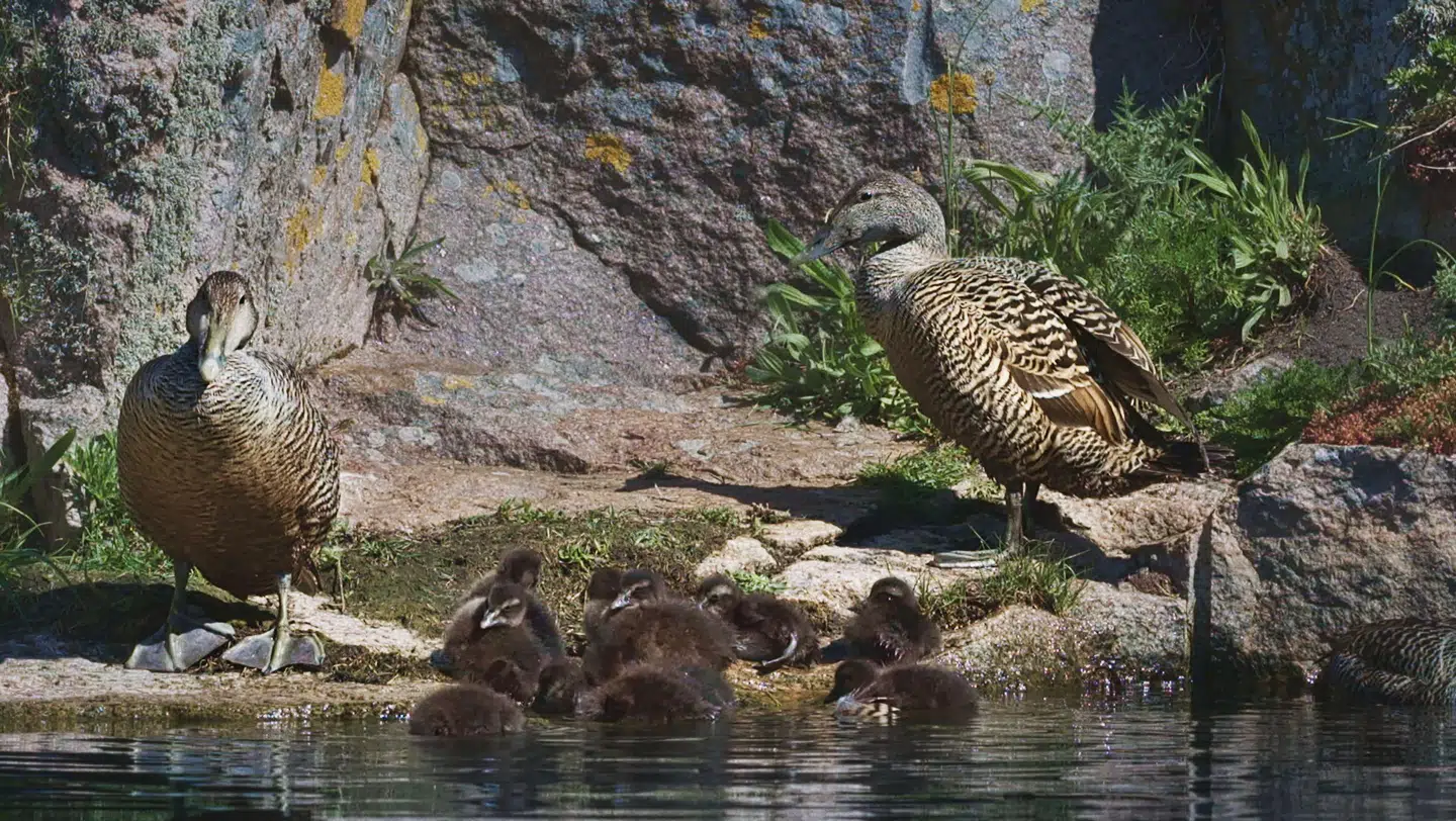 Billeder fra afsnit to af 'Vilde vidunderlige Danmark', som handler om hav og kyst.