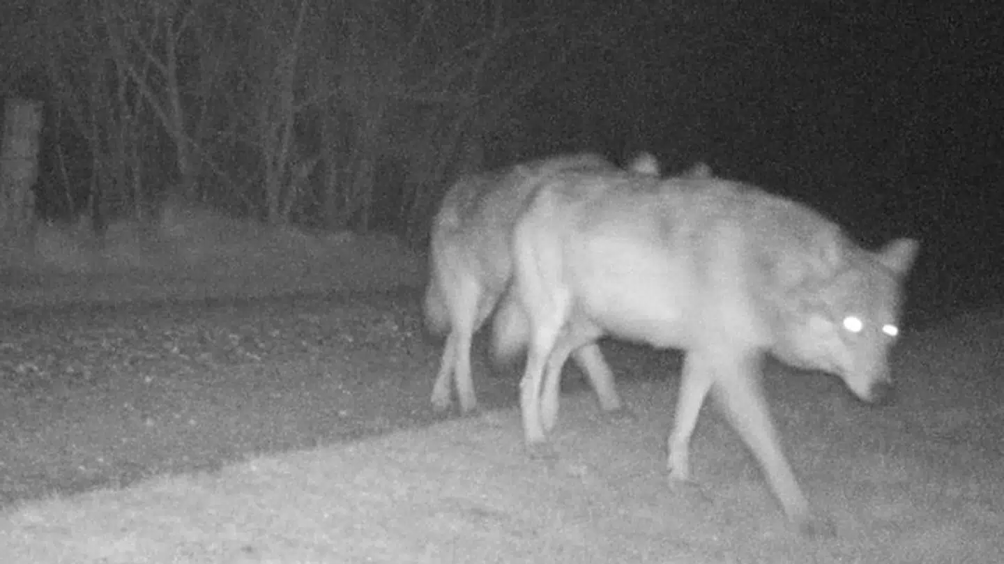 Her ses ulvene, der i weekenden blev fanget på kamera ved Ulfborg.