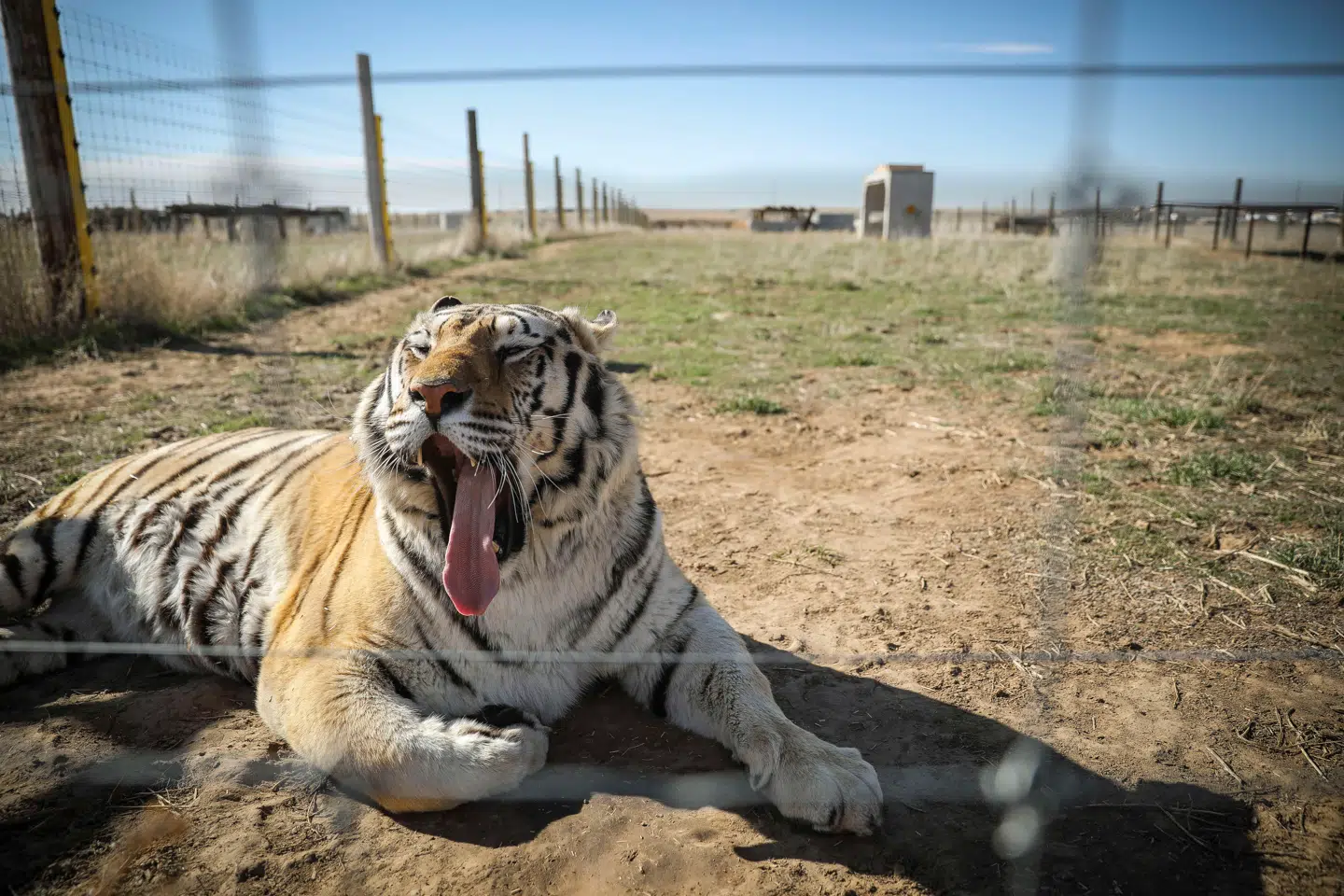 En af de 39 tigre fra Joe Exotics zoo, som nu har fået et nyt hjem.