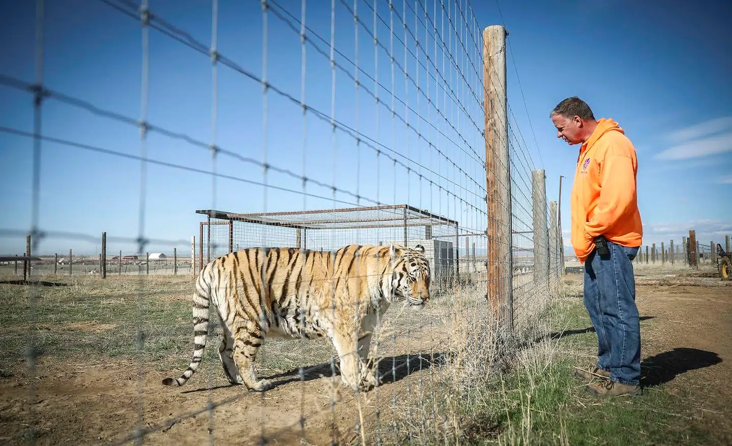 'Wild Animal Sanctuary'-medarbejder Kent Drotar med en af Joe Exotics tidligere tigre.