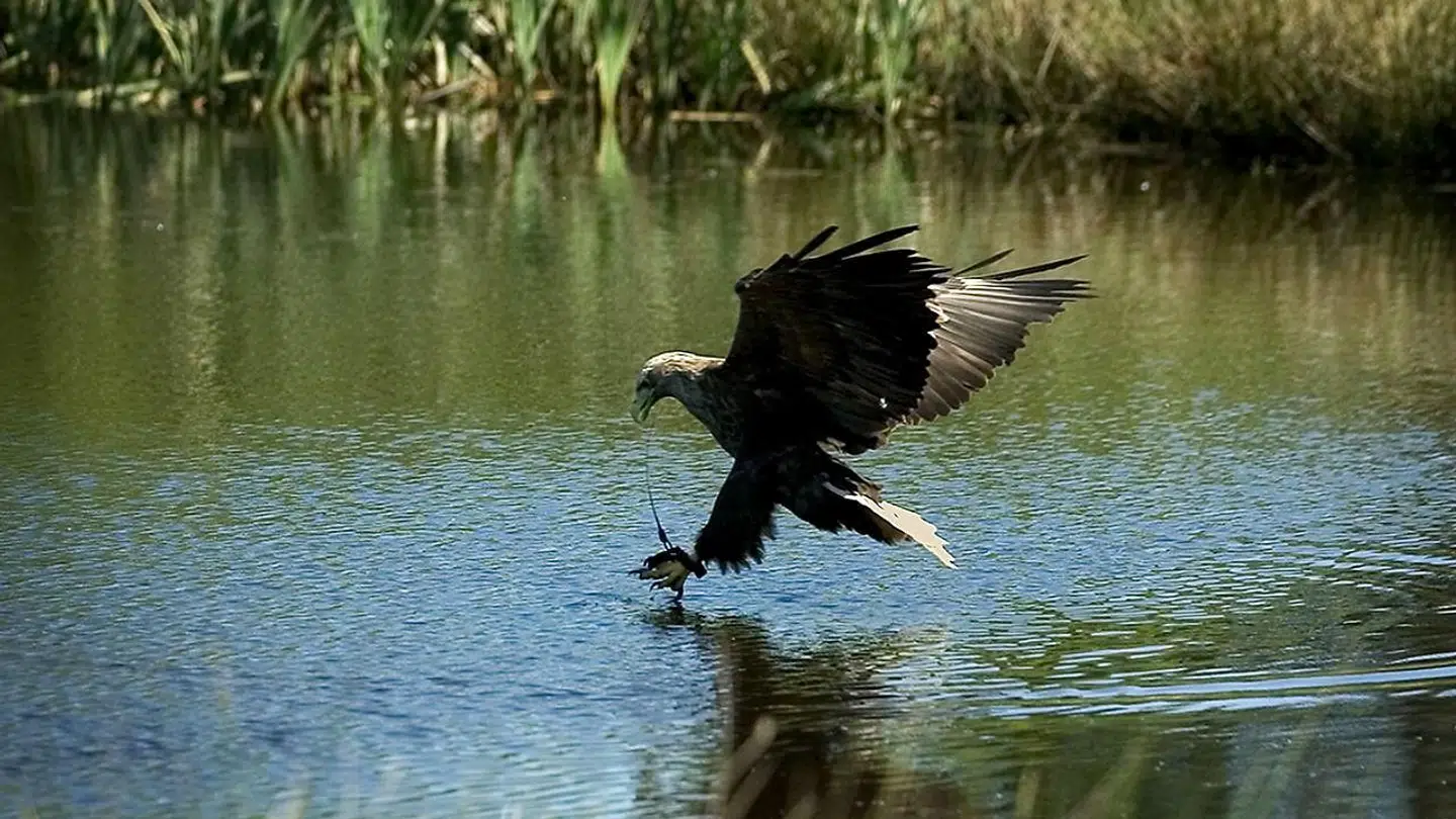 Havørnene bruger også kløerne til at fange deres bytte. Her ses en havørn på jagt ved Ørnereservatet i Vendsyssel.