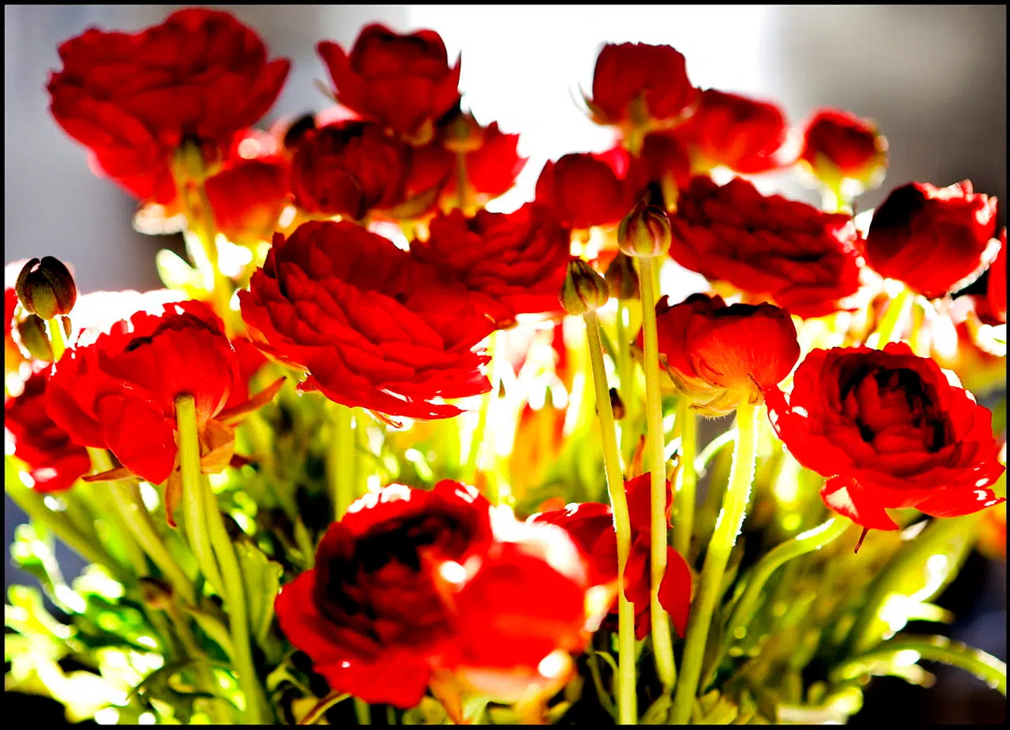 Mange har tilsyneladende lyst til at sende en blomsterhilsen under coronakrisen. (Arkivfoto)