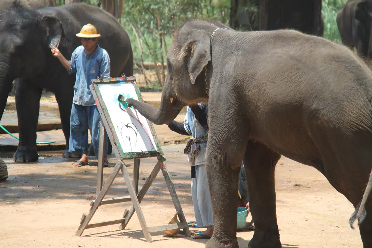 Elefanten maler at maleri i Thai Elephant Conservation Center.