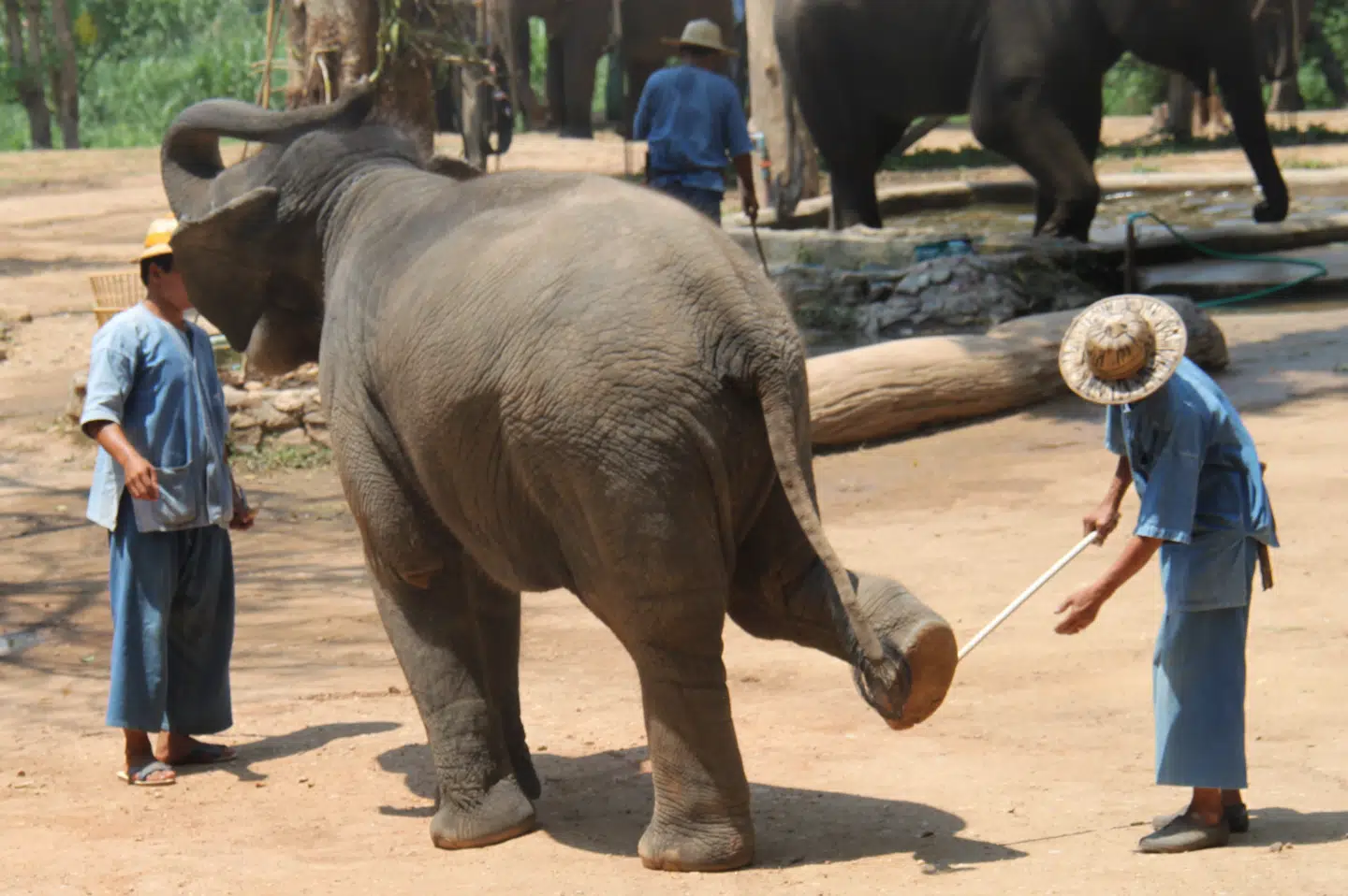 En ung elefant optræder for publikun i Thai Elephant Conservation Center.