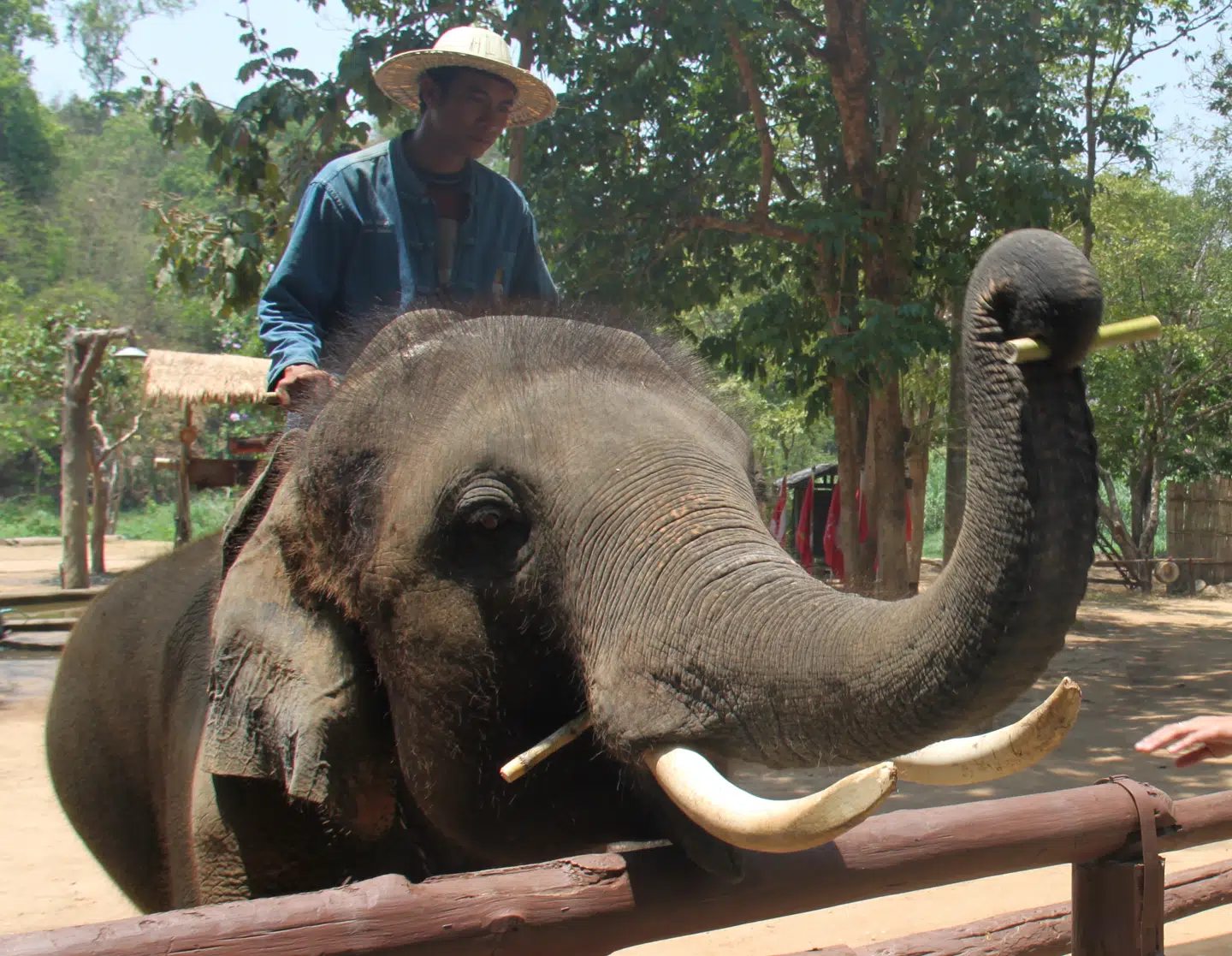 En elefant optræder for publikum i Thai Elephant Conservation Center.