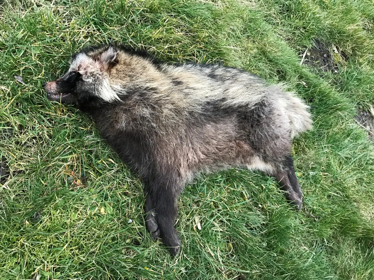 En død mårhund er en god mårhund i den danske natur.