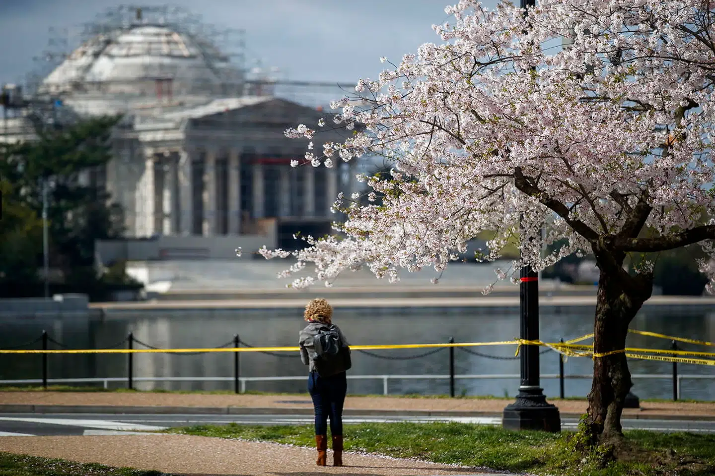 I Washington D.C. blomstrer kirsebærrene. Men antallet af turister er til at overskue.