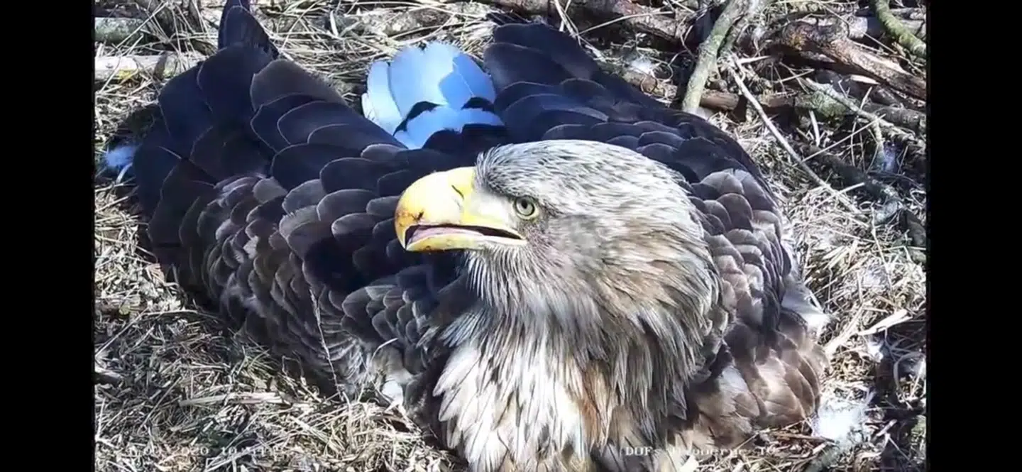 Havørne-hunnen i den tv-overvågede rede ved Hyllekrog på Lolland kom forleden til at knække et af sine tre æg.