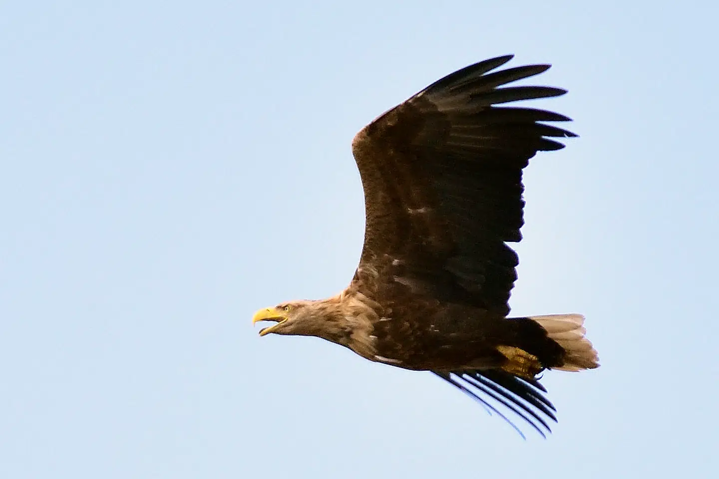 Havørnen var uddød i omkring 100 år i Danmark, men er den seneste snes år atter begyndt at yngle med sammenlagt over 1000 danske ørneunger som resultat.