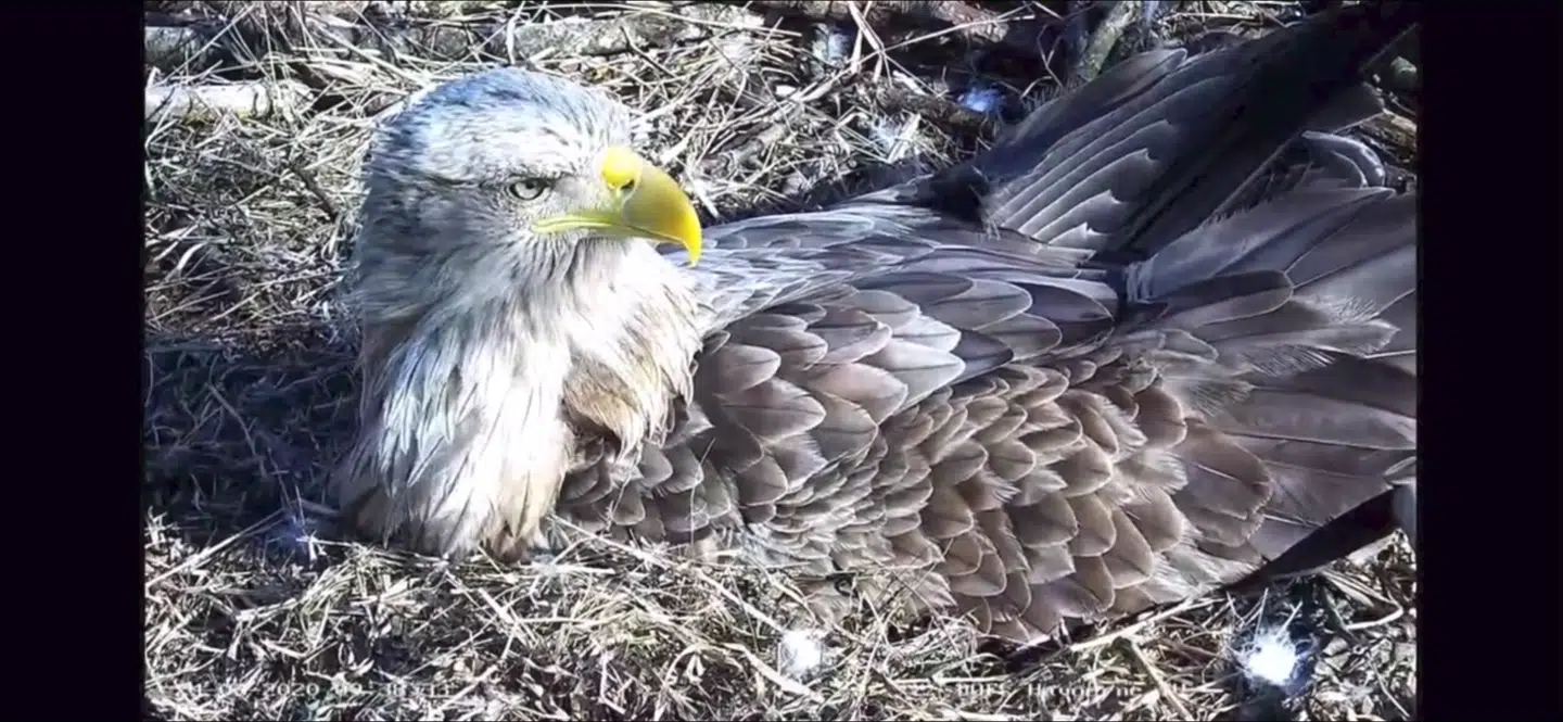 Havørne kan blive over 40 år gamle og veje op til syv kg. Her ses hannen, der er lidt mindre end hunnen.