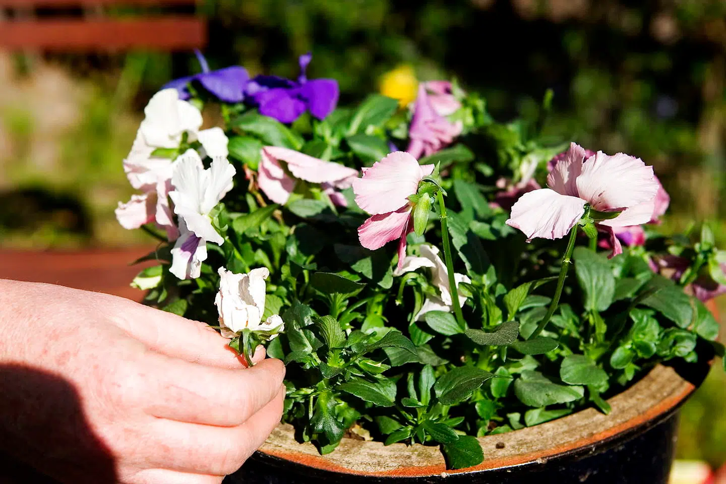 Stedmoderblomster er sammen med hornviol oplagte planter i altankassen eller krukkerne lige nu.