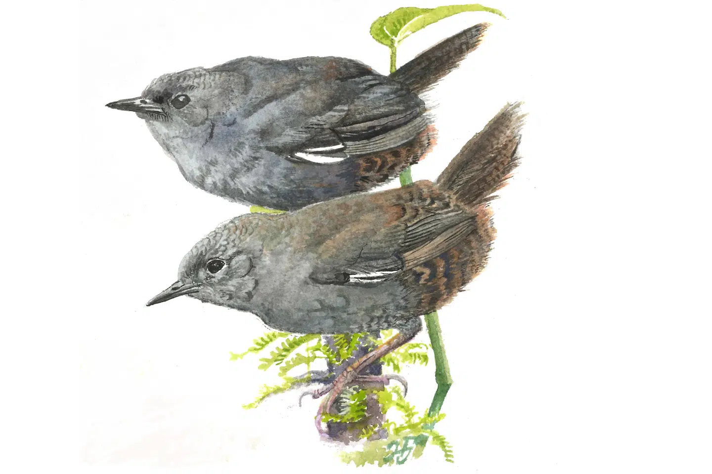 Scytalopus krabbei, eller på dansk hvidvinget tapaculo (hannen øverst, hunnen nederst). Fuglen, som lever i Perus Andesbjerge, er aldrig fotograferet i live. Men nu bliver den opkaldt efter den danske ornitolog Niels Krabbe. Han har med lydoptagelser af fuglens sang fra 1983 været med til at dokumentere, at der er tale om en selvstændig art. Akvarel malet af professor emeritus Jon Fjeldså, Zoologisk Museum/Ritzau Scanpix/Free