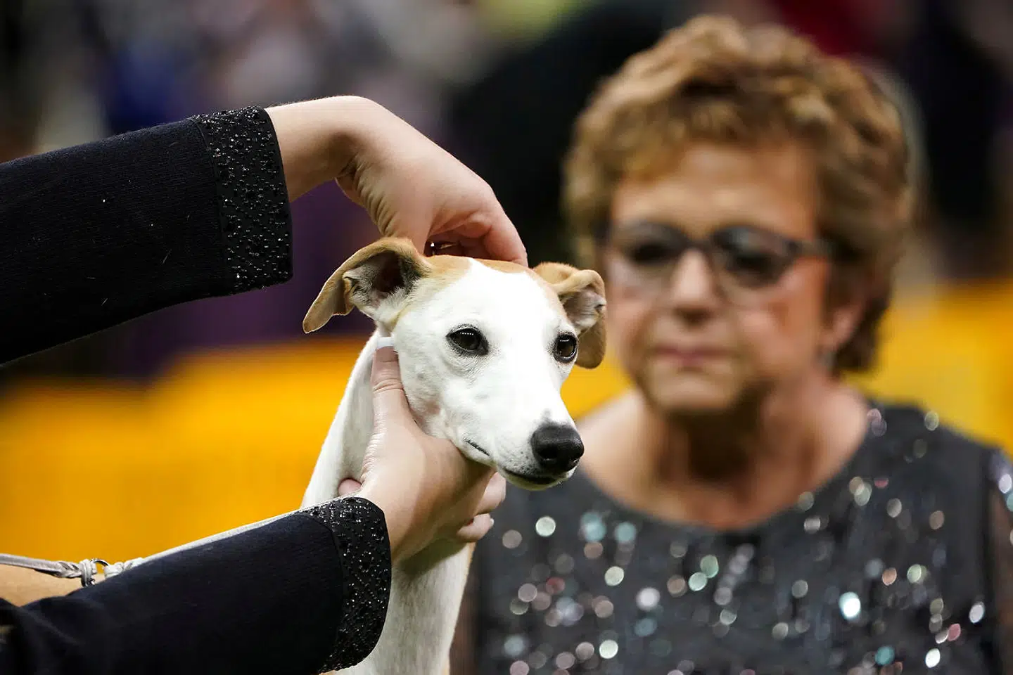 En whippet ved navn Bourbon blev den næstbedste hund ved showet.
