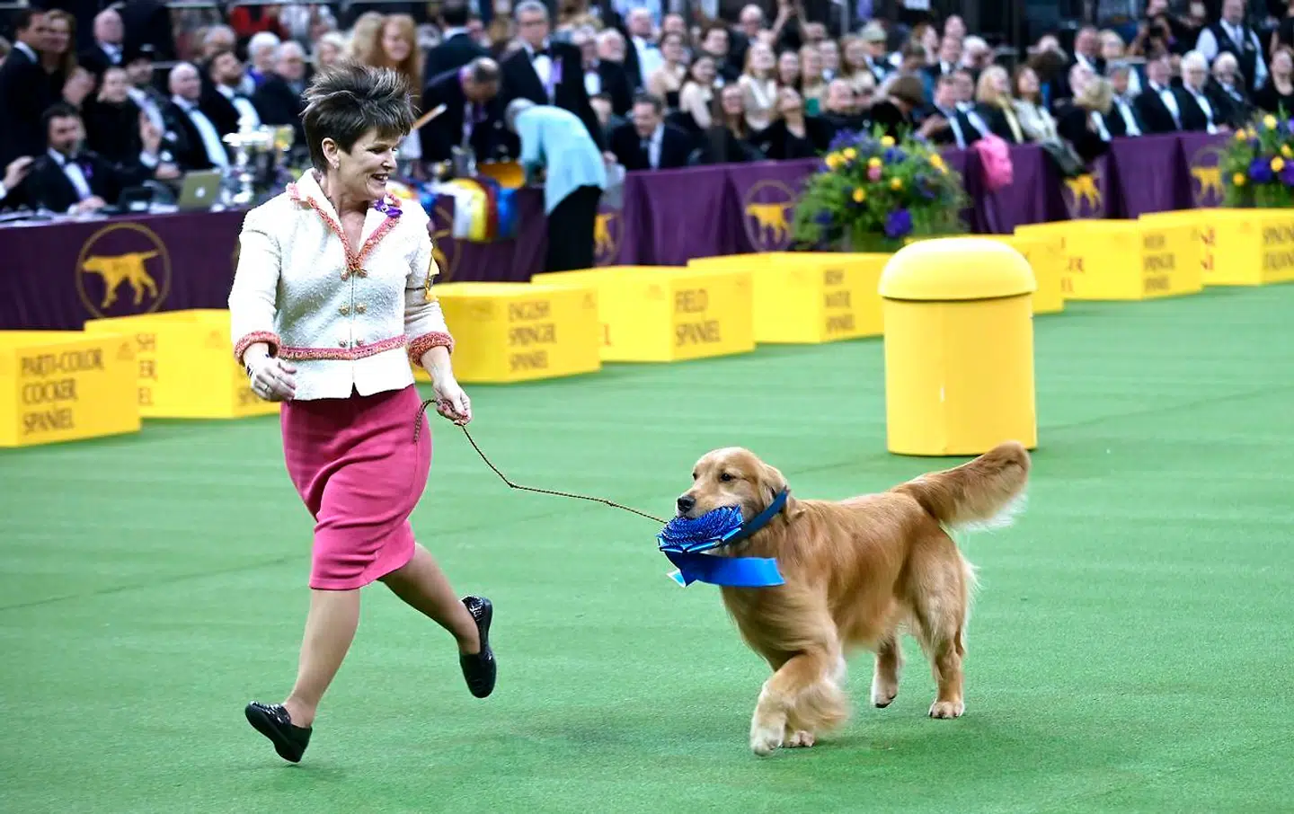 Daniel, en golden retriever, var publikums favorit.