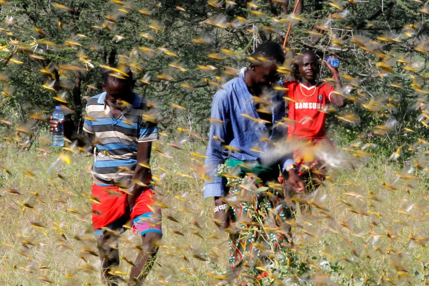 Græshoppesværm i Samburu i Kenya i sidste måned. FN begynder nu at teste om droner med særligt teknisk udstyr kan sættes ind mod store sværme af græshopper i Østafrika. Njeri Mwangi/Reuters