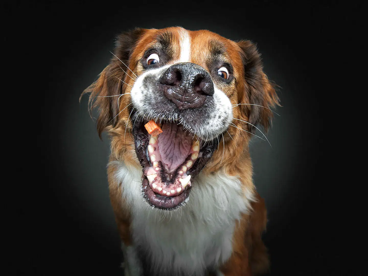 St. Bernard-hunden Kalle. Christian Vieler/Caters News