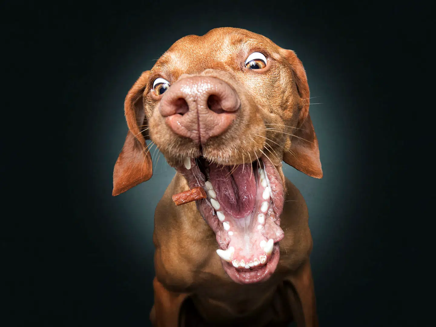 Vizsla-hunden Cooper. Christian Vieler/Caters News