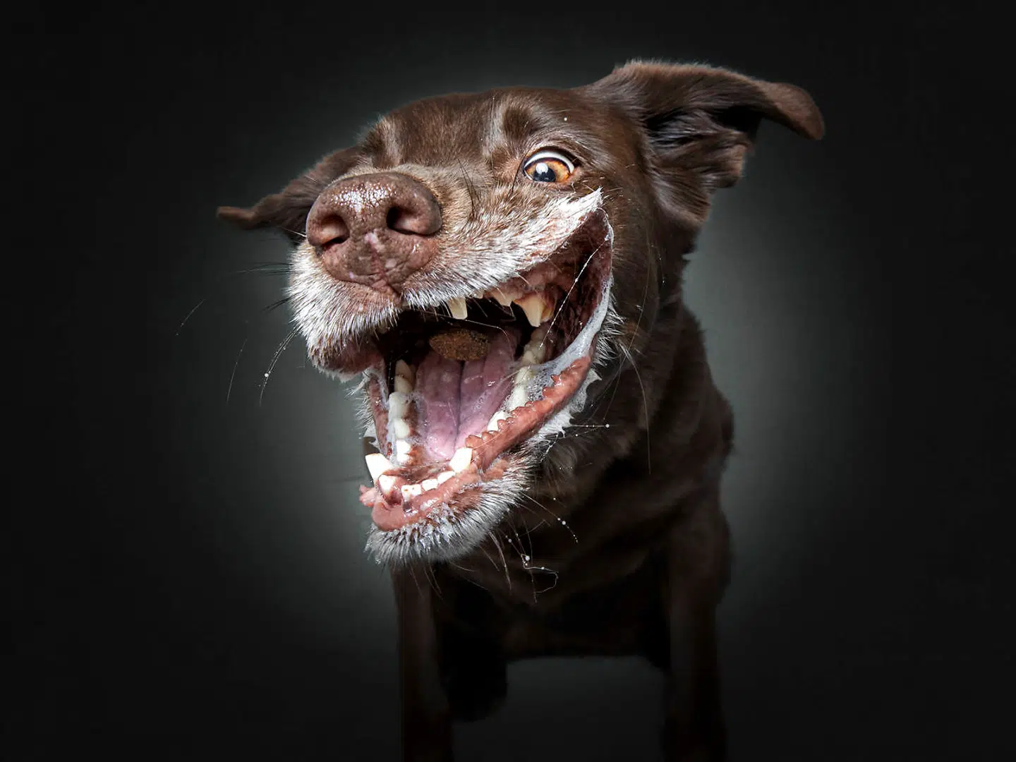Labradoren Leni. Leni har også noget Australian Shephard i sig. Christian Vieler/Caters News