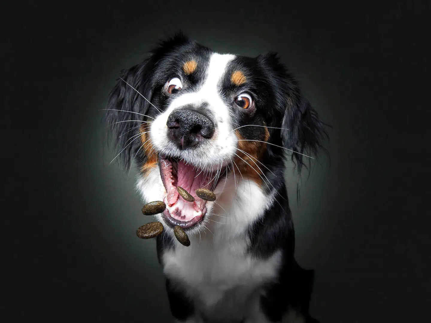 Arielle er af racen Australian Shepherd. Christian Vieler/Caters News