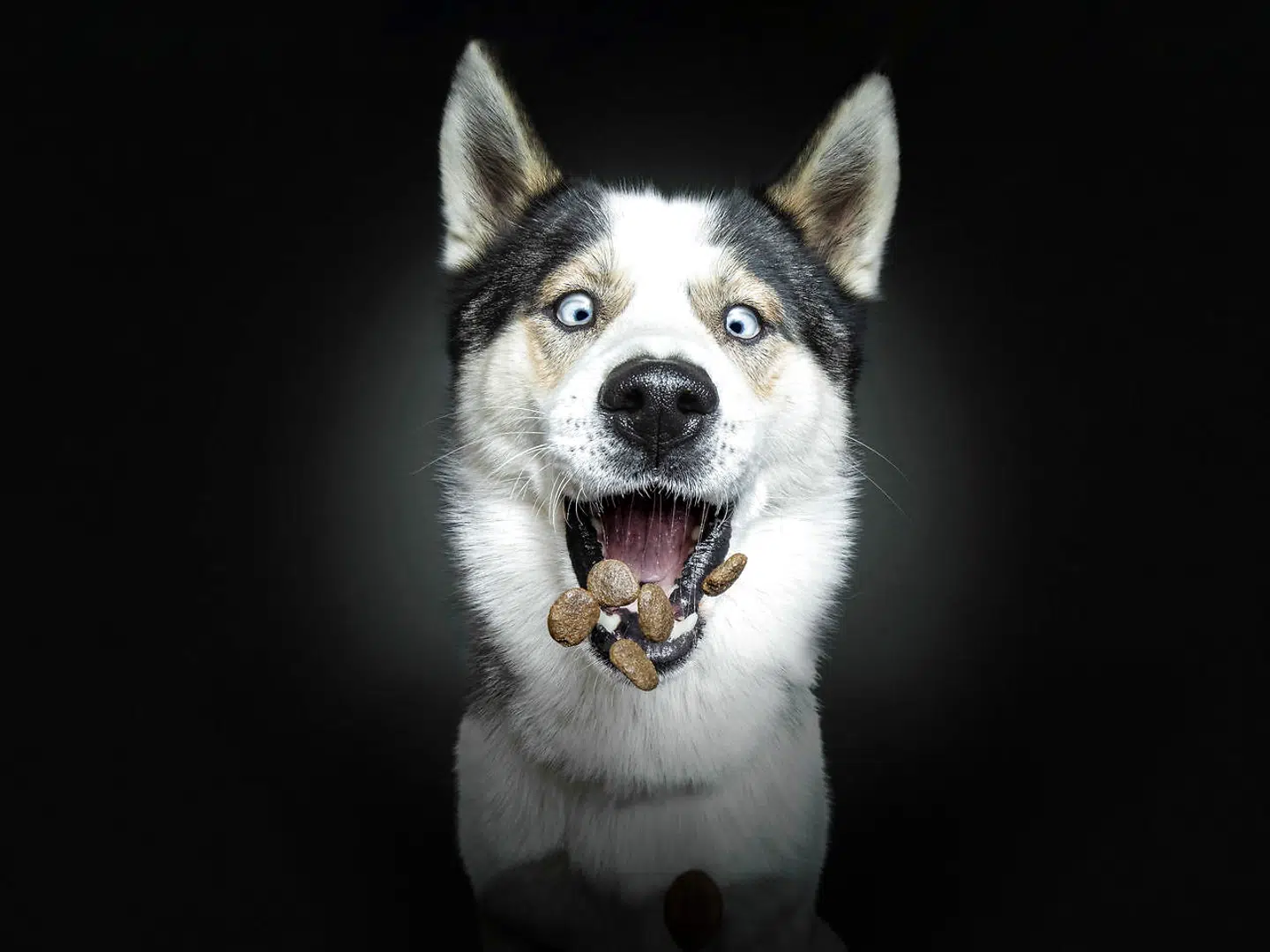 Husky-hunden Cookie. Christian Vieler/Caters News