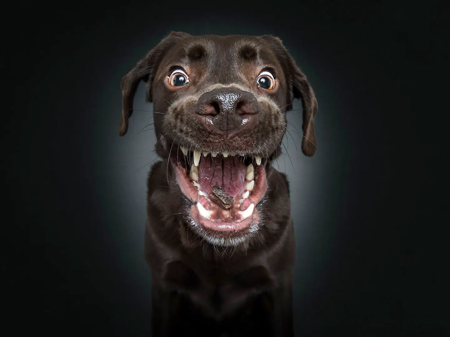 Labradoren Urmel. Christian Vieler/Caters News
