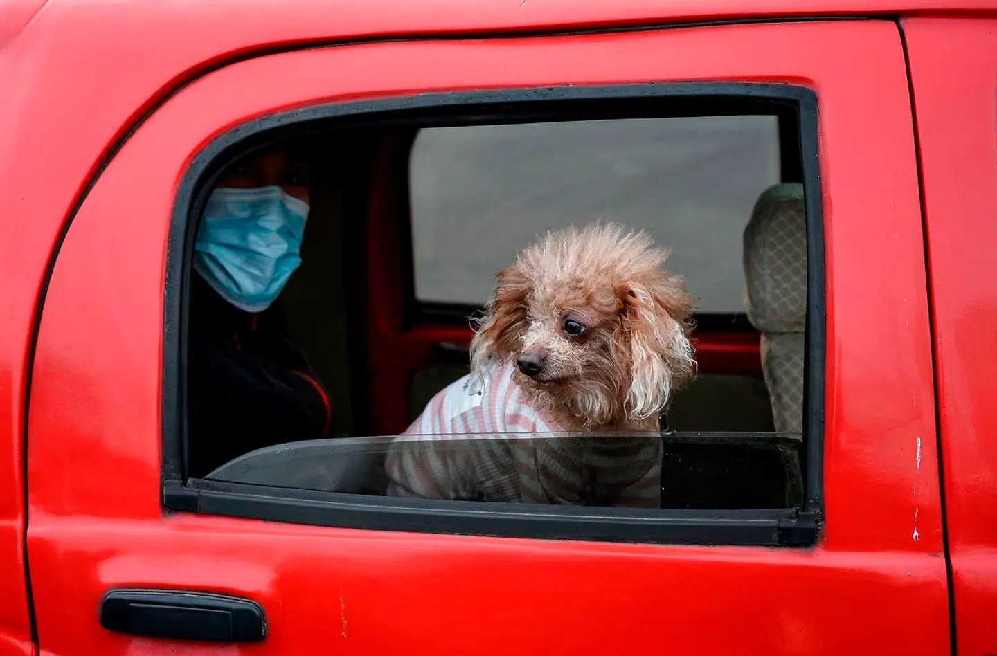 En mand med ansigtsmaske sidder i en bil med sin hund i Beijing.