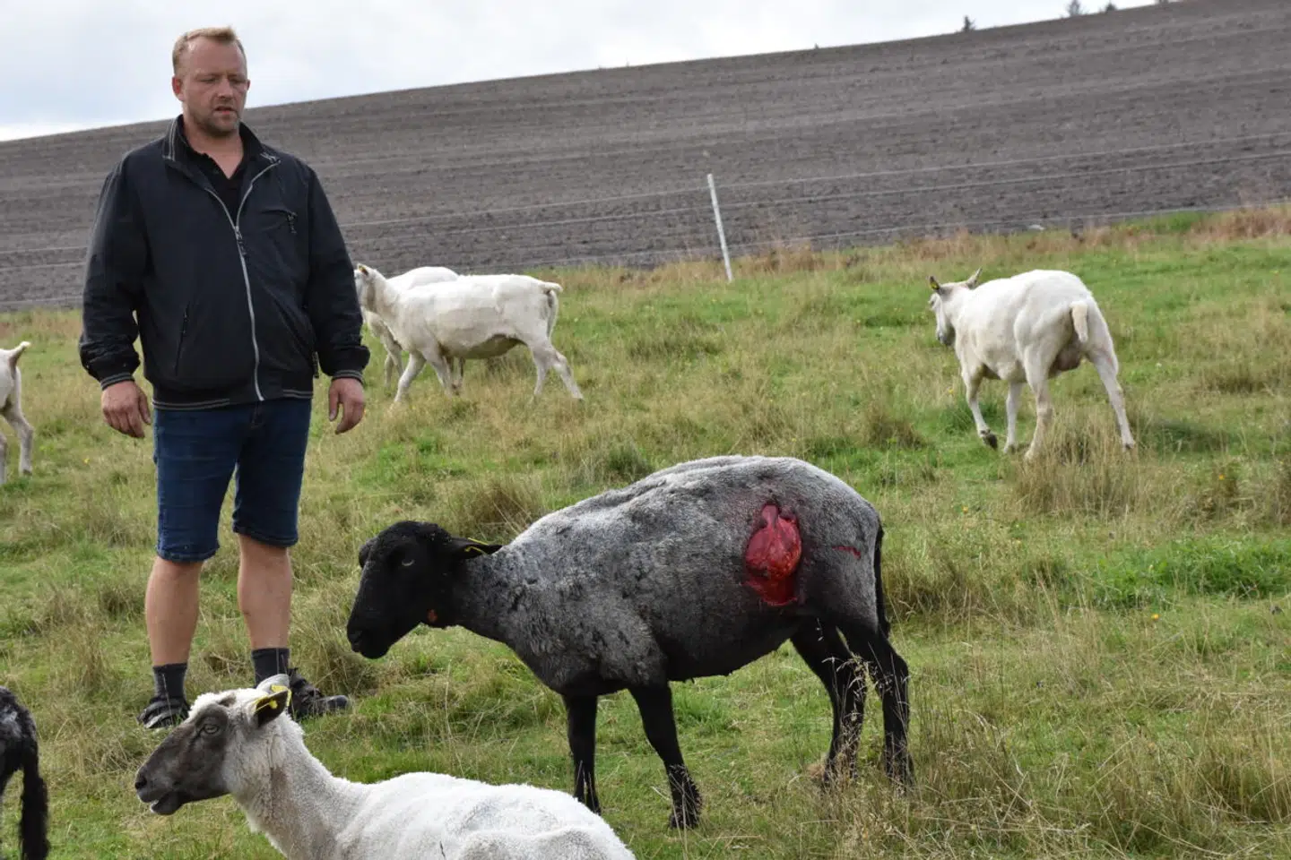 »16 af mine får var blevet bidt ihjel, da jeg kom derud. Otte andre blev jeg nødt til at aflive. Nu går der fem-seks uger, før en DNA-prøve skal be- eller afkræfte, om det igen er ulven, der har været her. Jeg er ikke selv i tvivl. Det er kun ulven, der gør sådan. Jeg har desværre set det alt for mange gange,« siger han.